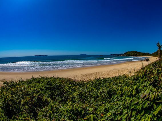 Praia tropical ensolarada, com oceano azul, areia e uma exuberante vegetação em primeiro plano, sob um céu limpo