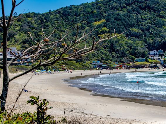 Praia curva de areia com ondas suaves, galho de árvore em primeiro plano e colina verde com casas ao fundo