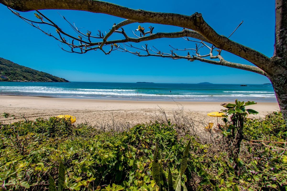 Praia ensolarada com oceano azul, faixa de areia e galhos de árvores emoldurando a vista