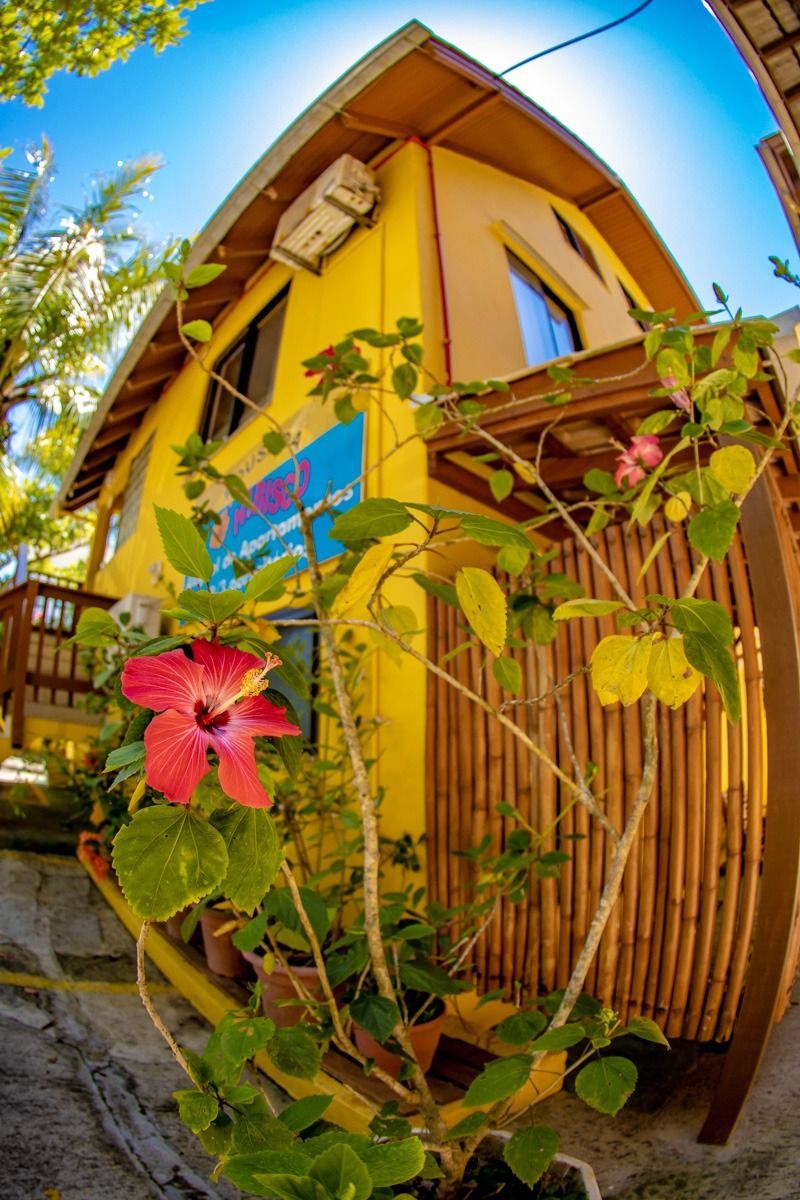 Casa amarela com trepadeiras exuberantes e uma flor de hibisco rosa junto a uma cerca de bambu