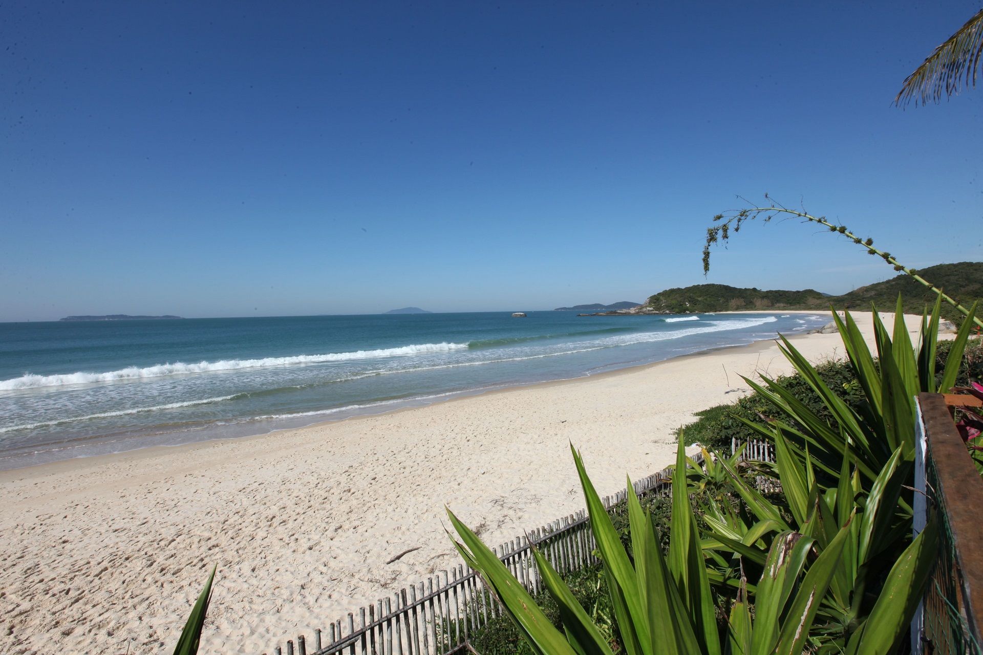Praia ensolarada com oceano azul, areia branca e plantas verdes em primeiro plano