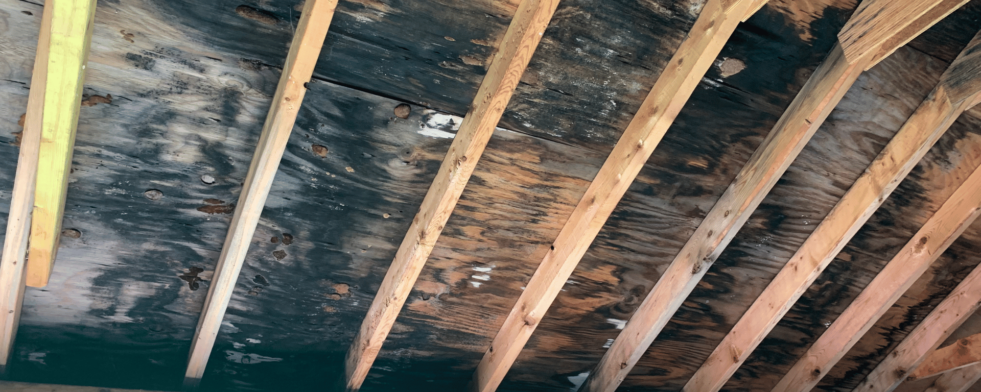 denton texas attic mold removal services near me