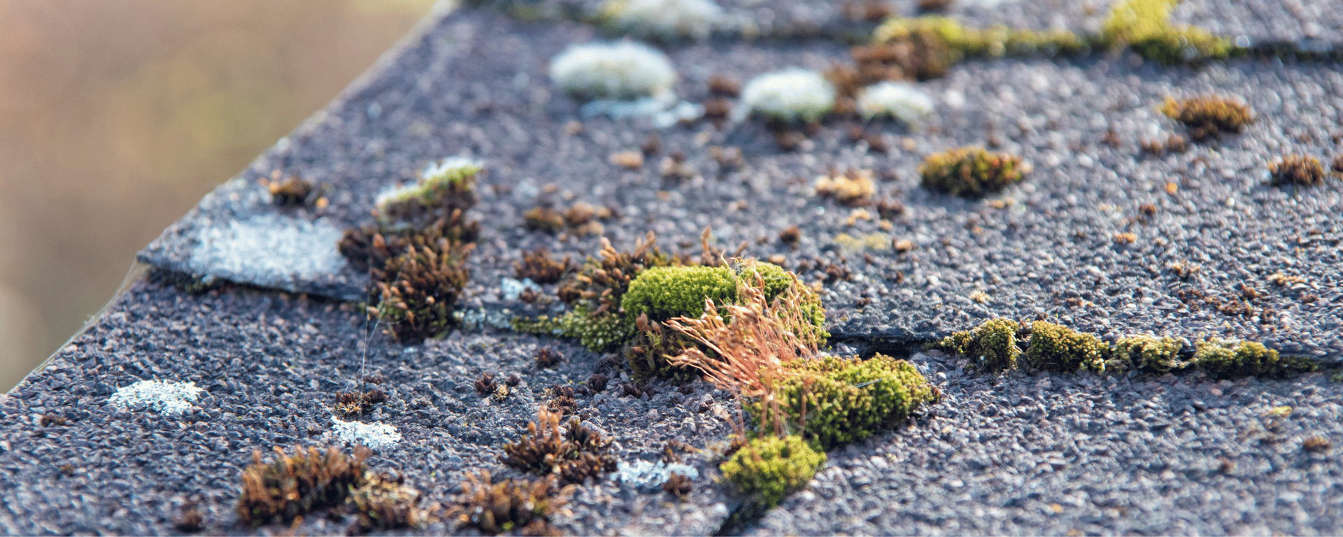 best moss removal roofing company near me