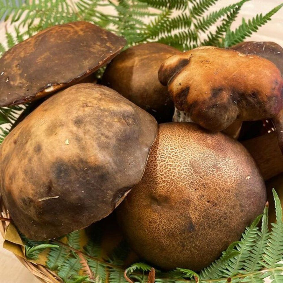 funghi