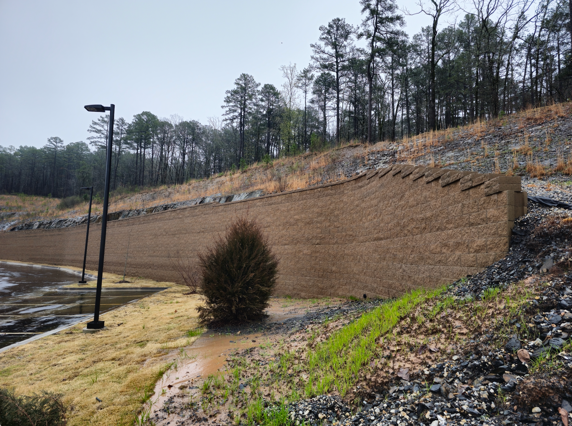 Terraced dirt slope with pine trees, a lamppost, and a small bush in a landscaped outdoor area
