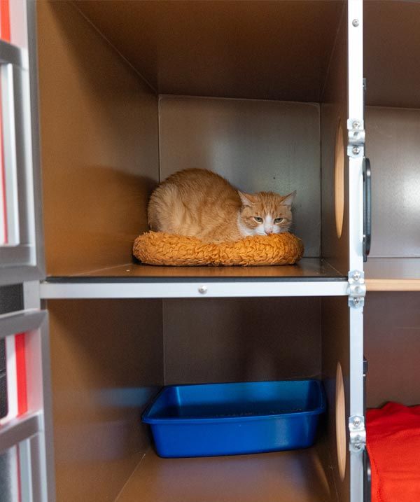 Bluffton Cat Boarding May River Pet Resort