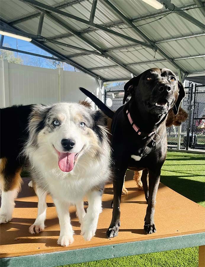 Dog Boarding & Dog Grooming in Bluffton, SC May River Pet Resort