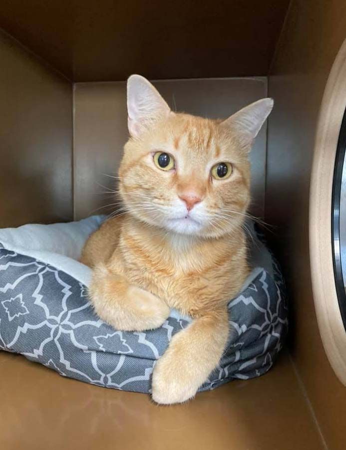 Dog Boarding & Dog Grooming in Bluffton, SC May River Pet Resort