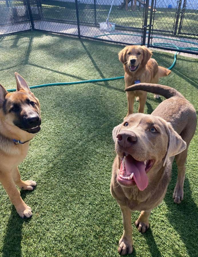 Dog Boarding & Dog Grooming in Bluffton, SC May River Pet Resort