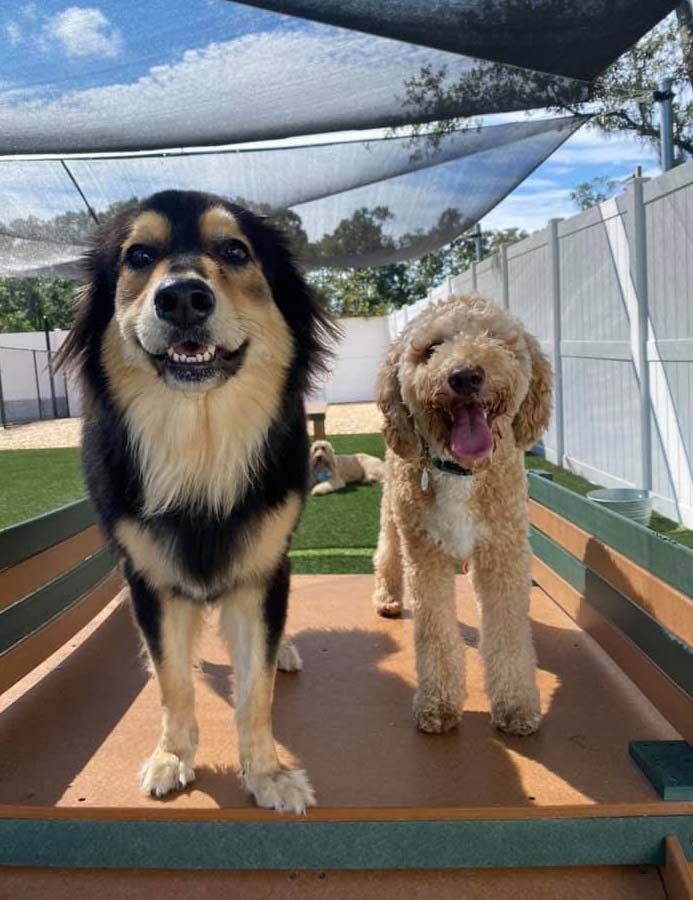 Dog Boarding & Dog Grooming in Bluffton, SC May River Pet Resort