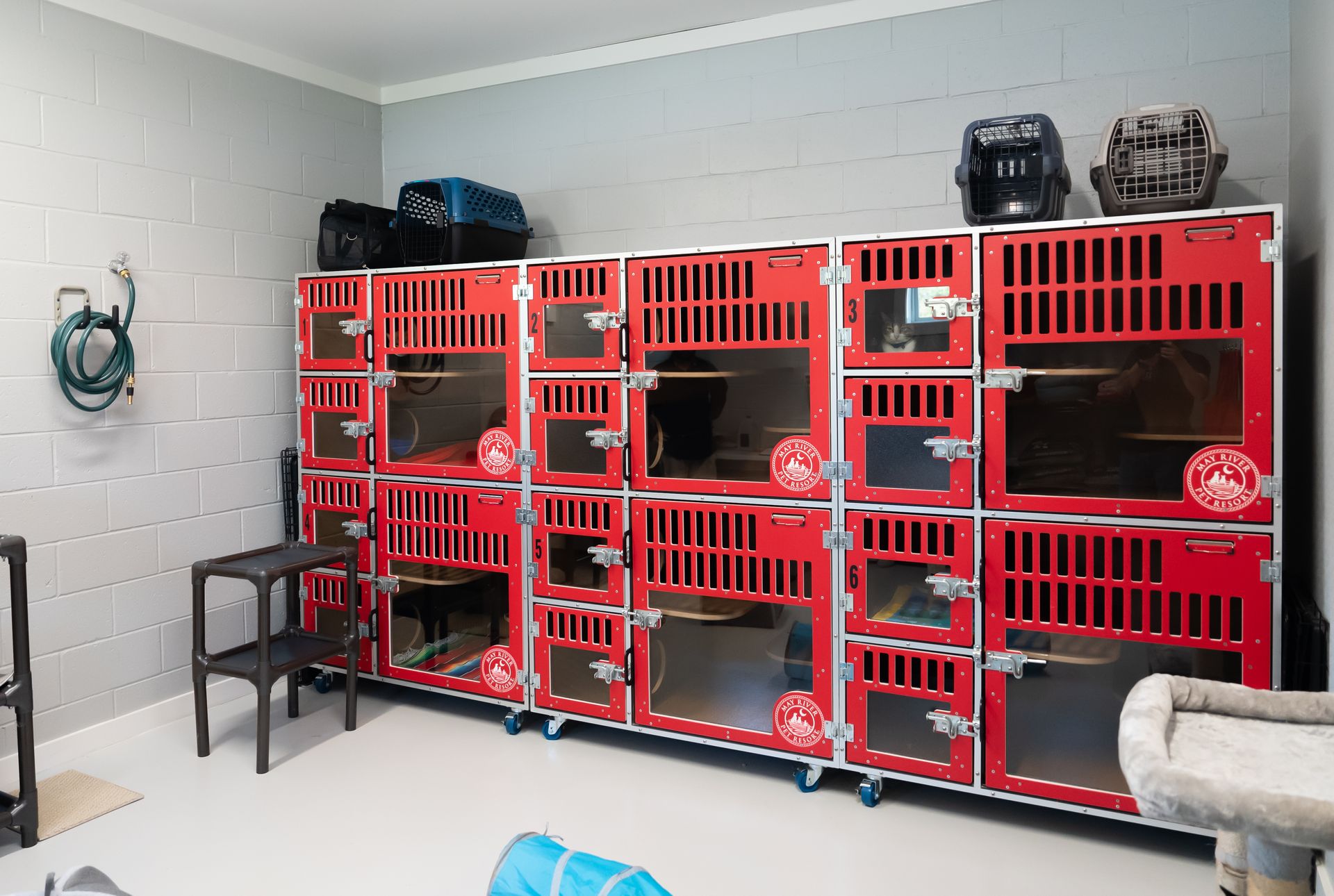 Bluffton Cat Boarding May River Pet Resort