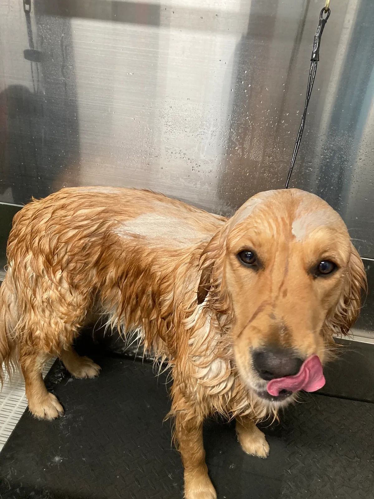 Dog Boarding & Dog Grooming in Bluffton, SC May River Pet Resort