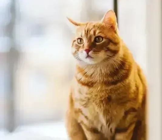 orange cat
