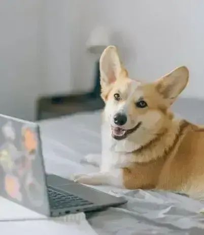 corgi lying on a bed in front of a laptop