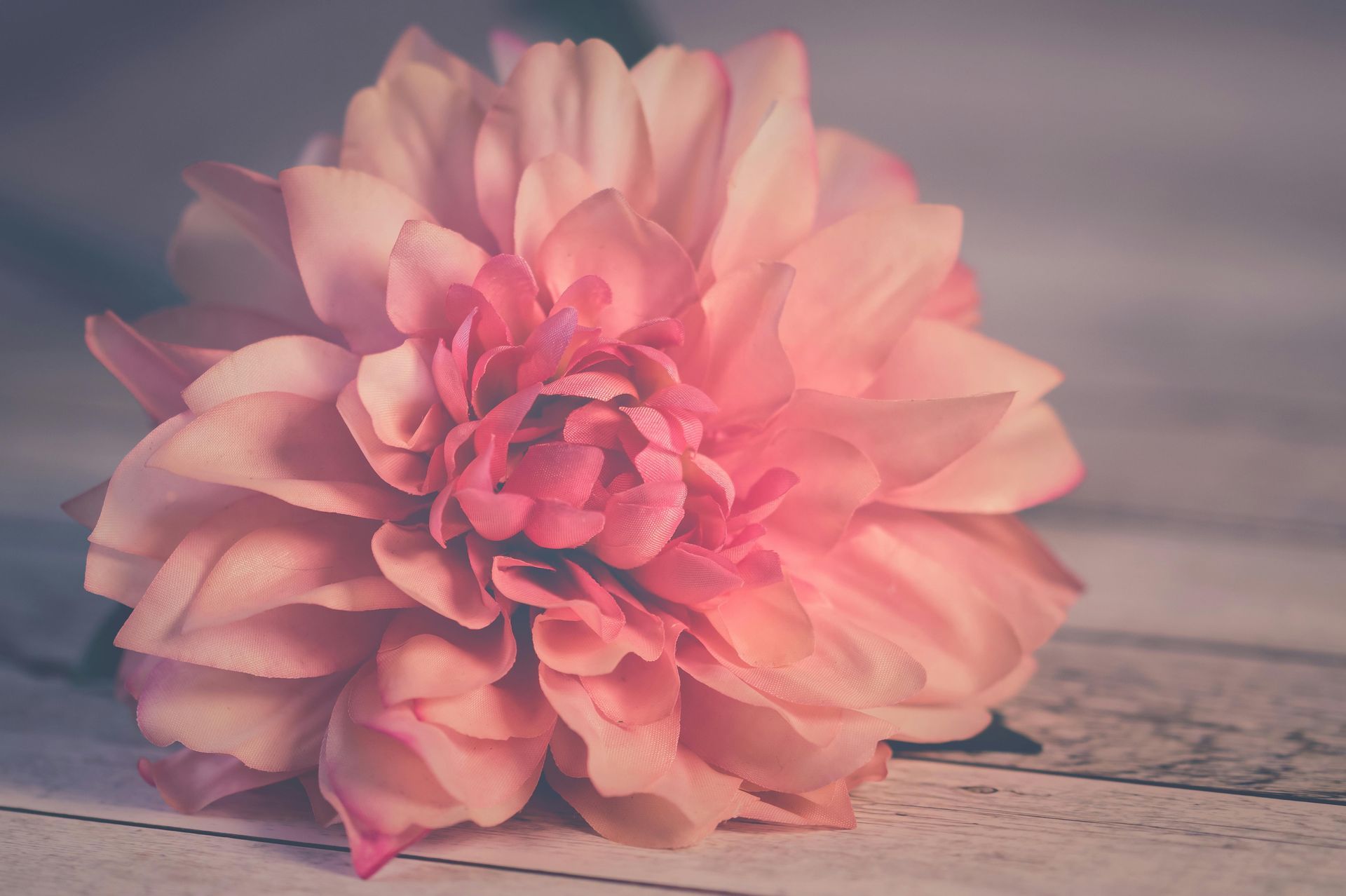 Blush pink flower symbolizing self-love, emotional healing, and inner transformation for Valentine’s