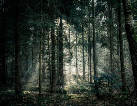Dense dark forest with tall trees and bright misty light filtering through the center