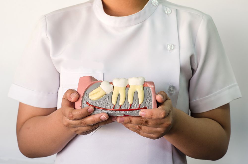 Dentist holding a model of teeth, showcasing gums and roots, indoors, white coat.