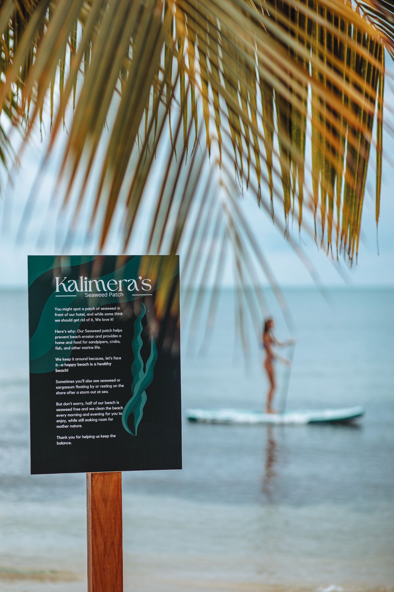 Beach sign under palm fronds with a blurred person on a paddleboard in the sea