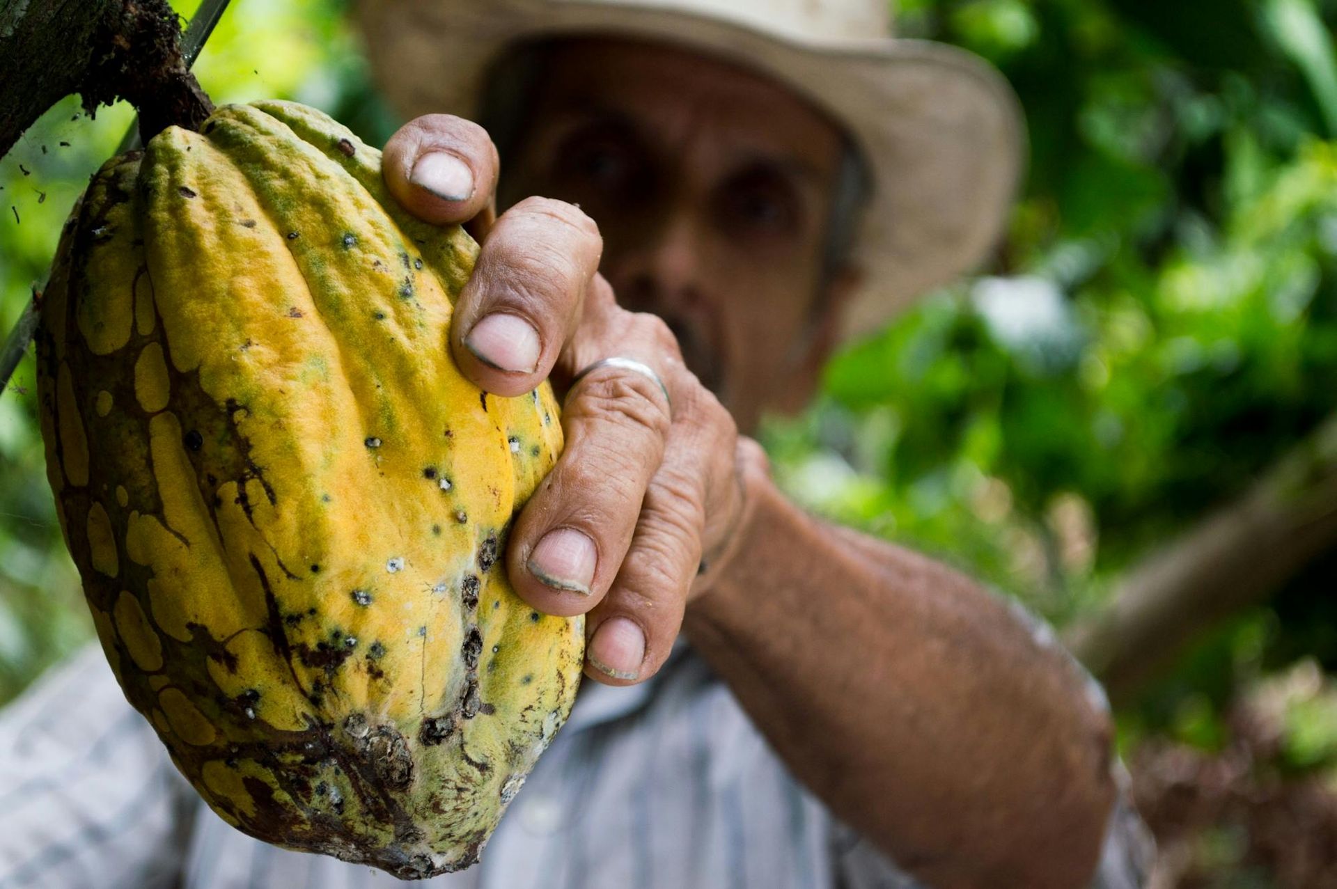 Farmer holding a ripe cacao pod in a green plantation, with a straw hat and blurred background
