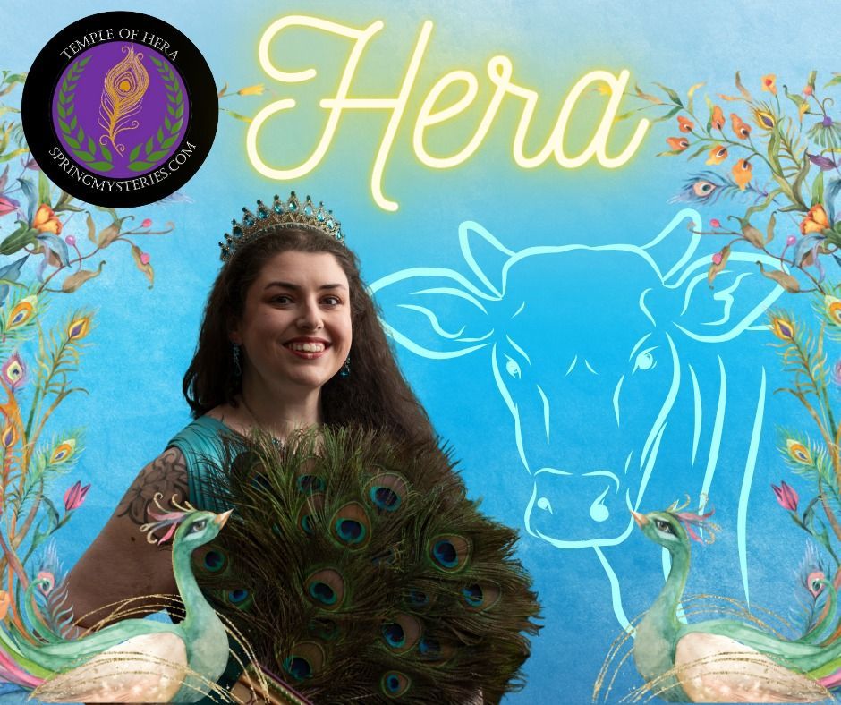 A woman is holding a peacock feather in front of a cow, representing Hera for Spring Mysteries.