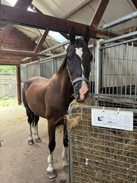 Paard