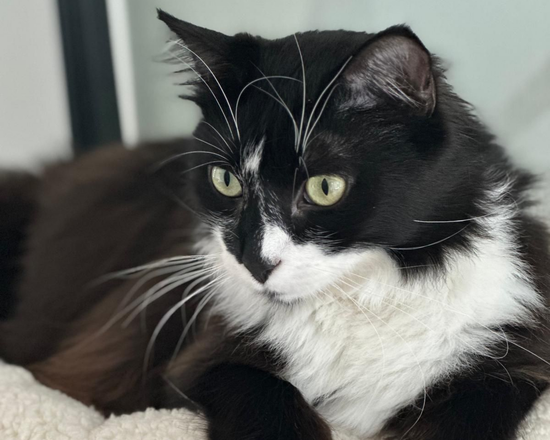 Kat