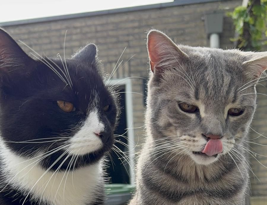 Wijze lessen van dieren