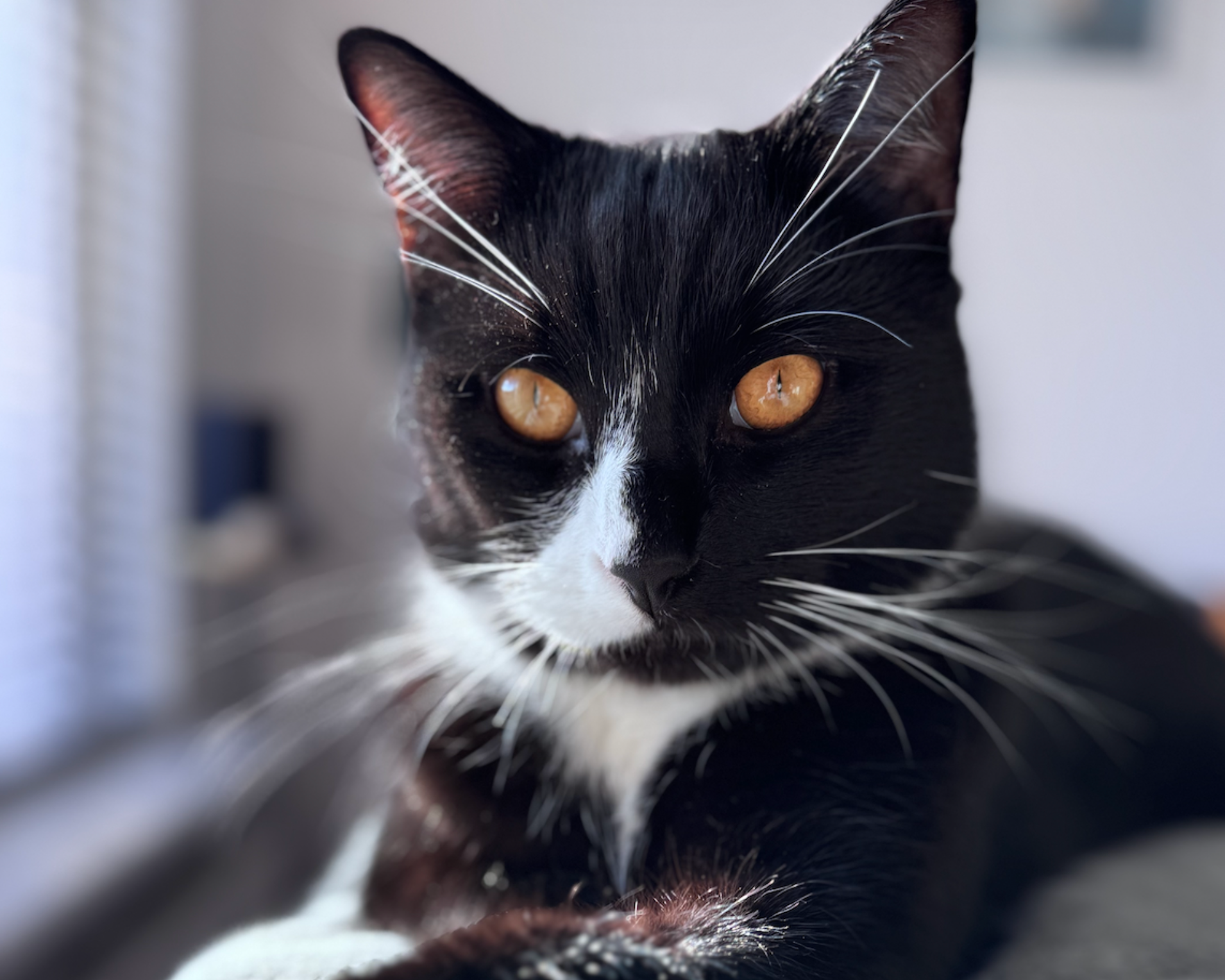 Kat