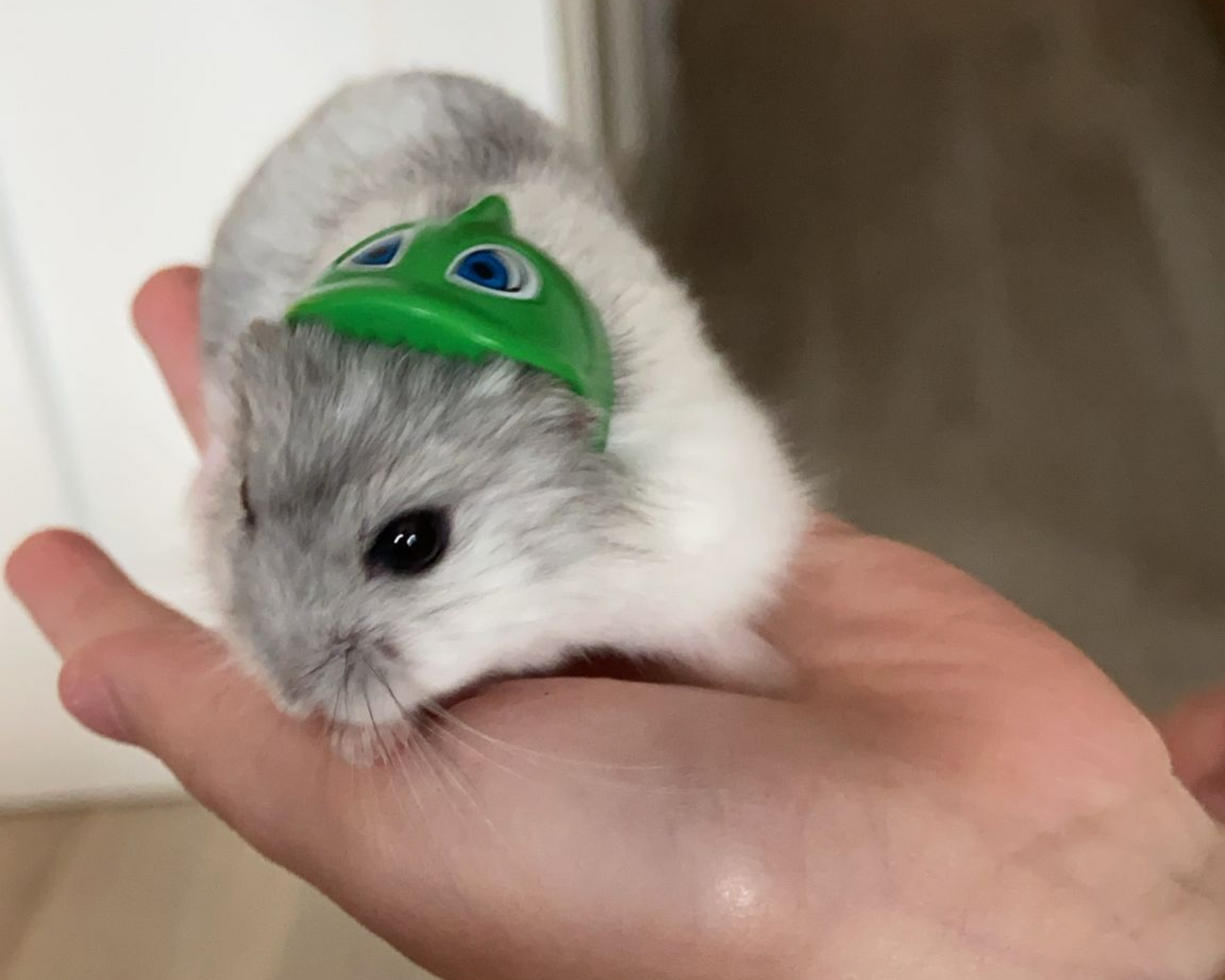 Hamster