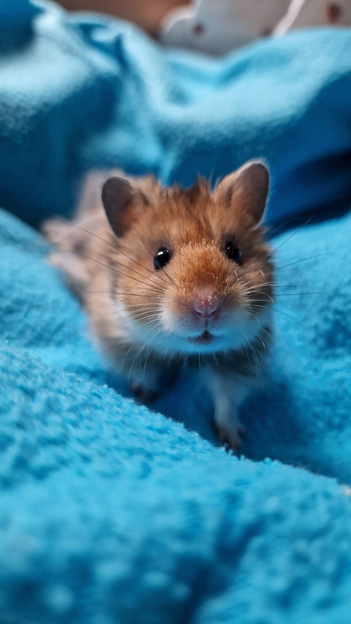 hamster
