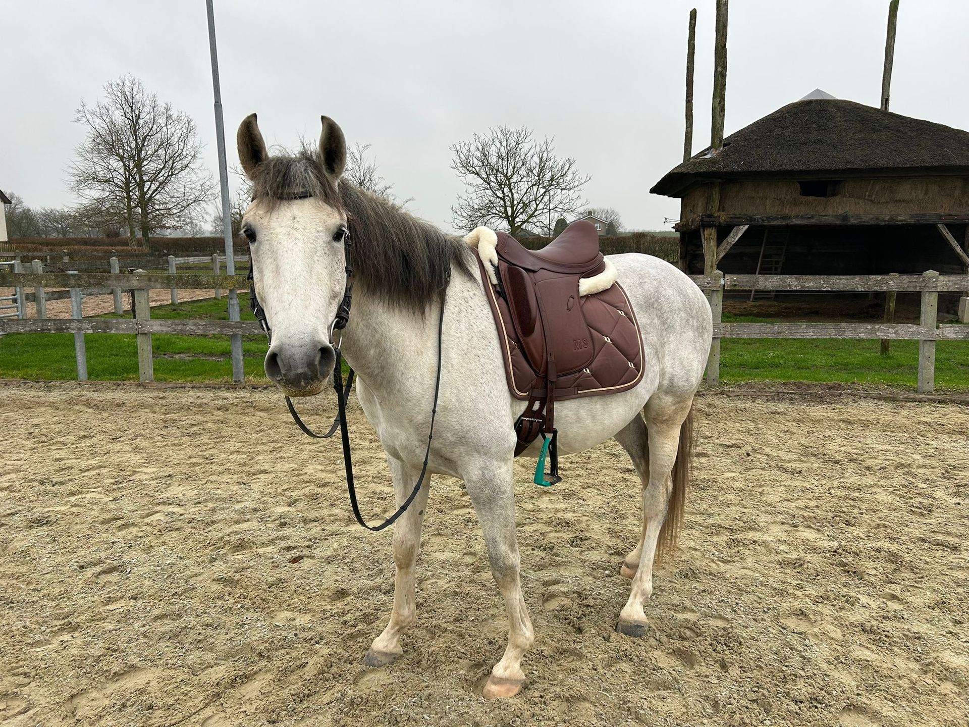 paardenfluisteraar
