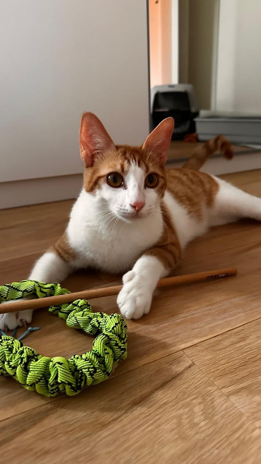 Pofi Schattige kitten Pofi op weg naar een nieuw thuis