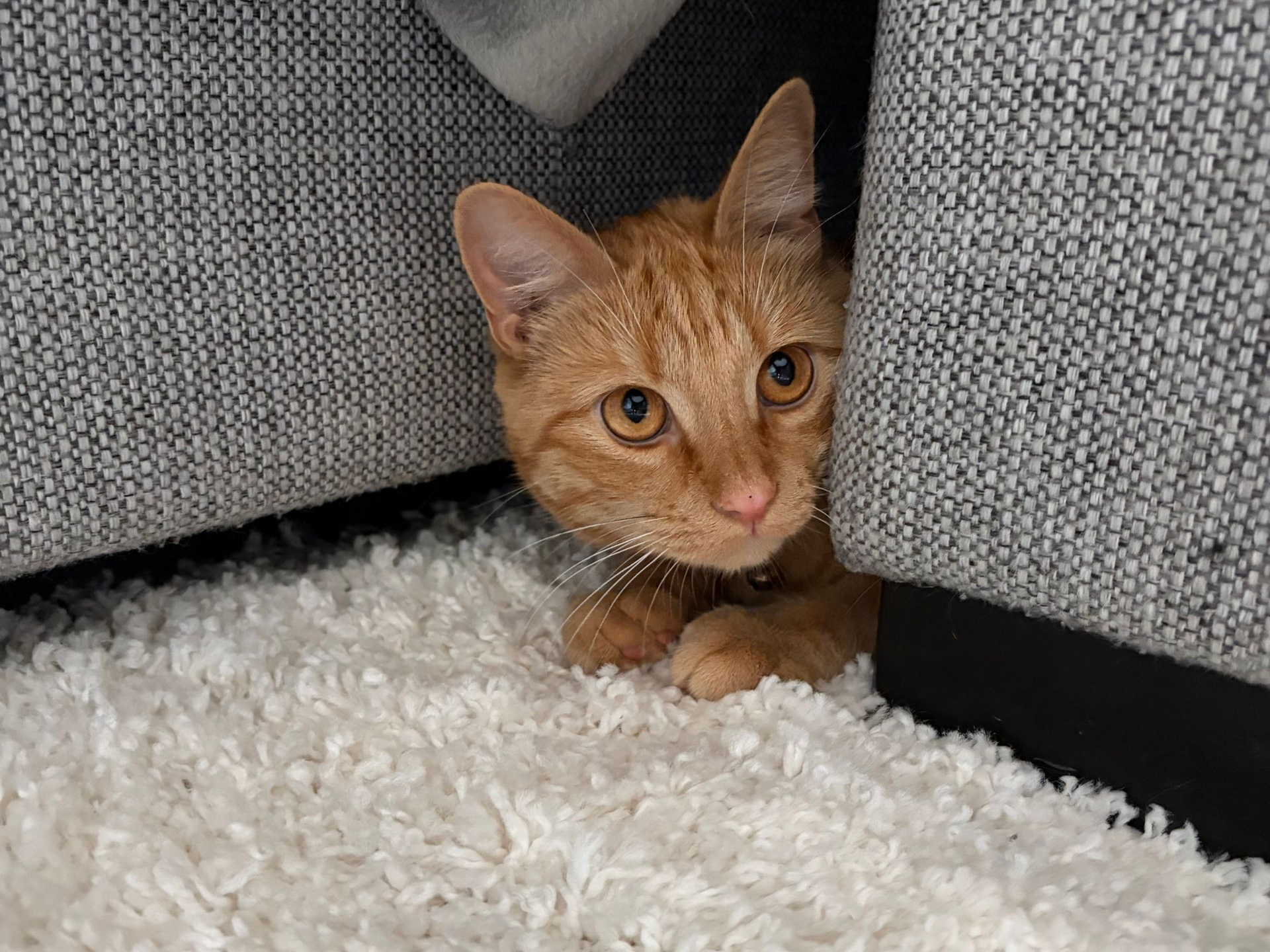 Rode kater Prutske