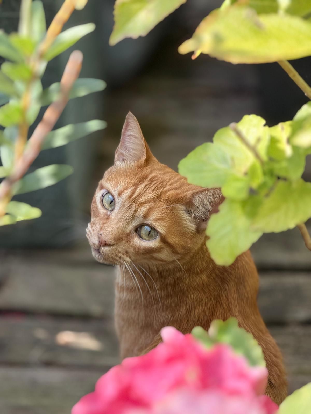 Kat