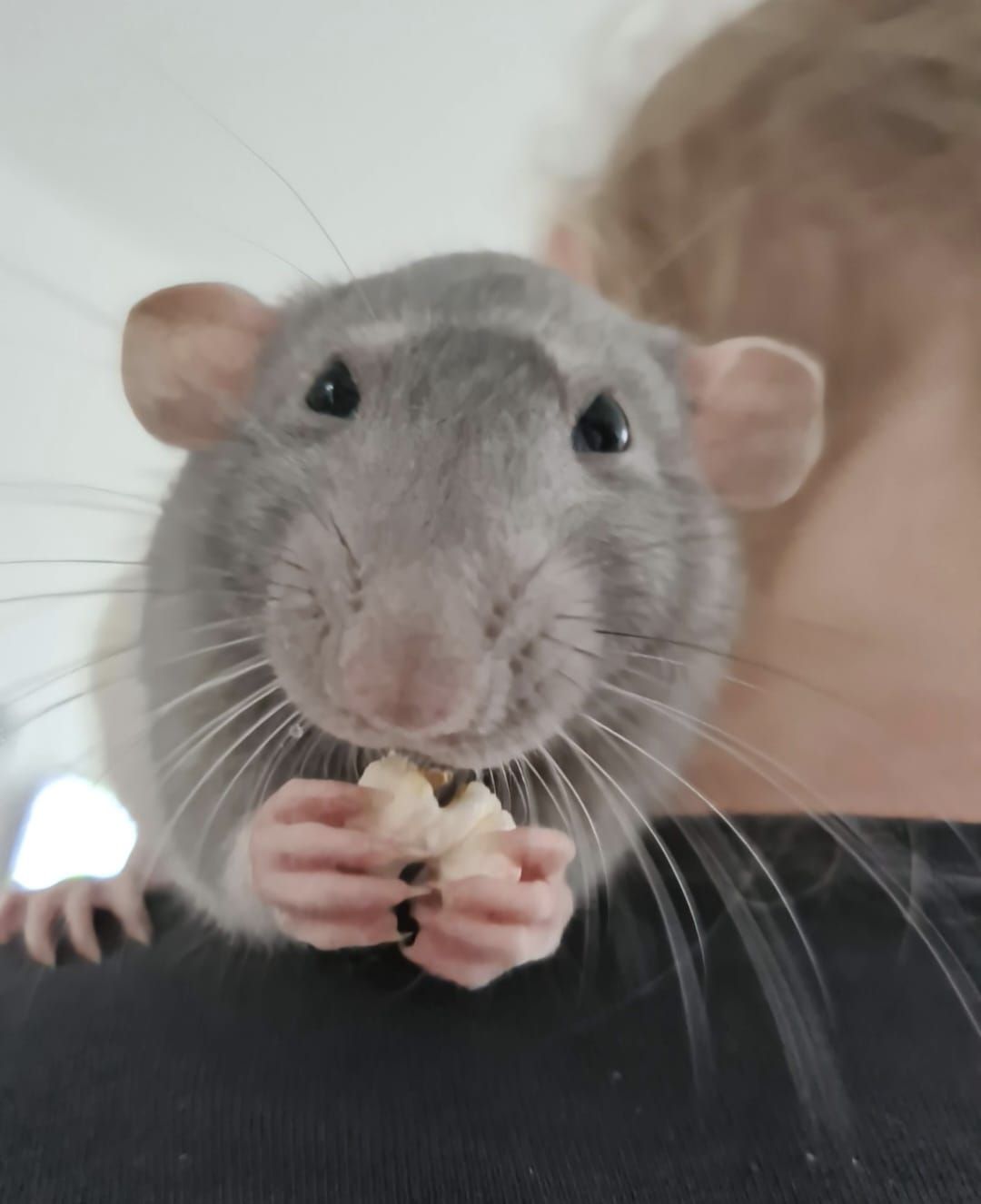 Rat
