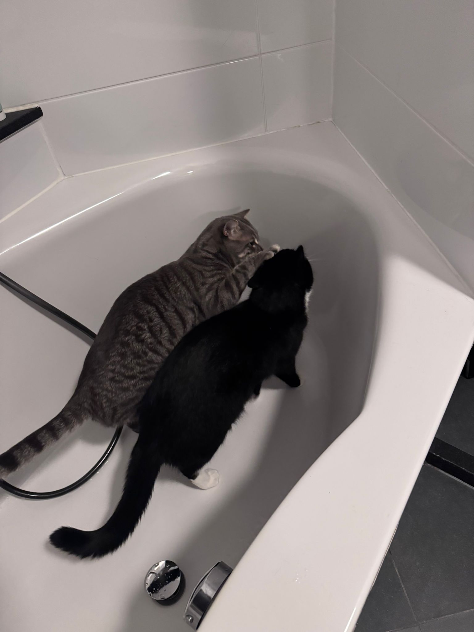 Dieren thuis tijdens vakantie