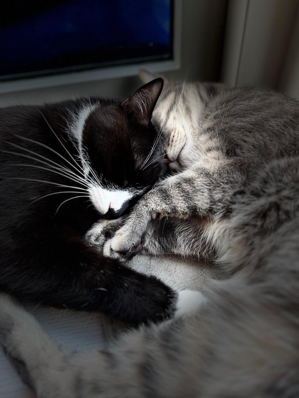 Katten