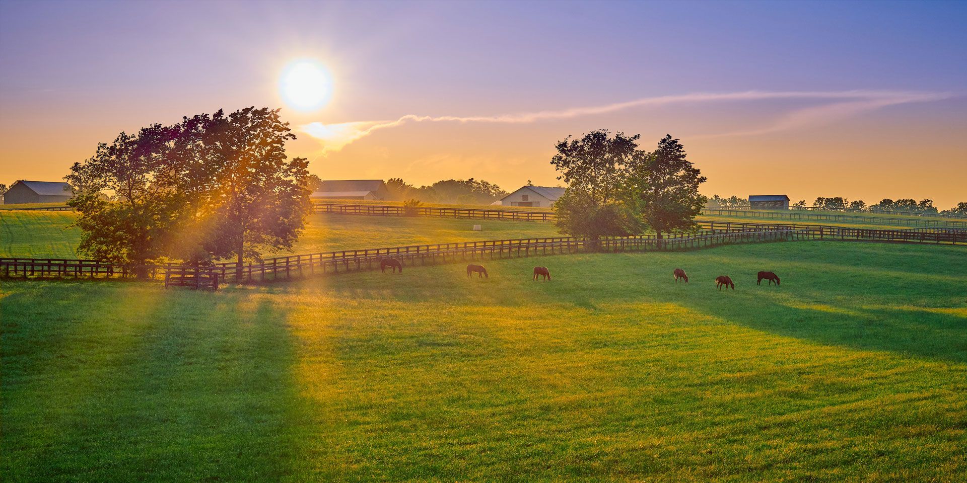 The sun is setting over a grassy field with a fence and trees.