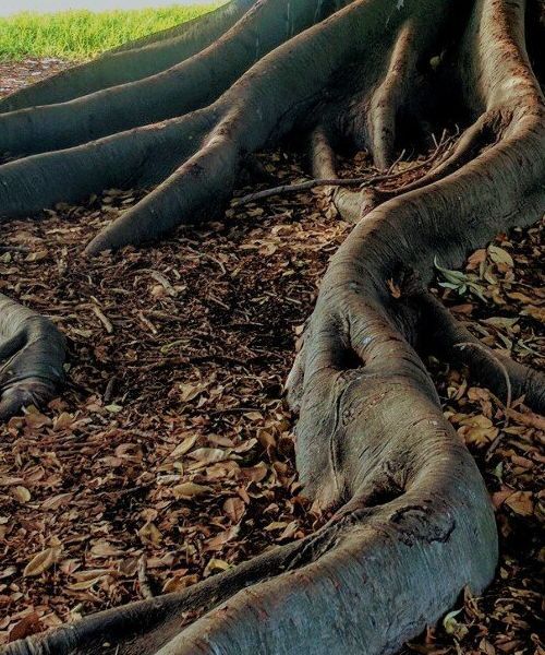 Roots In Drain And Pipes