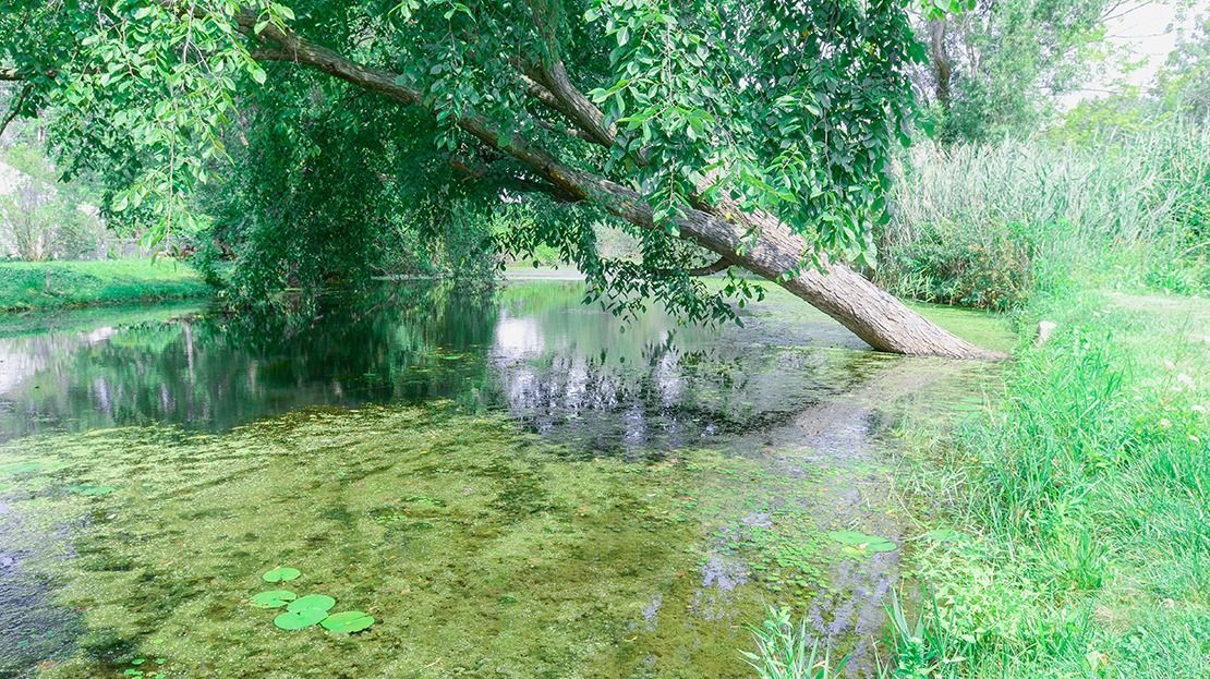 Shallow green pond under a leaning tree, with dense foliage and bright grass on the bank.