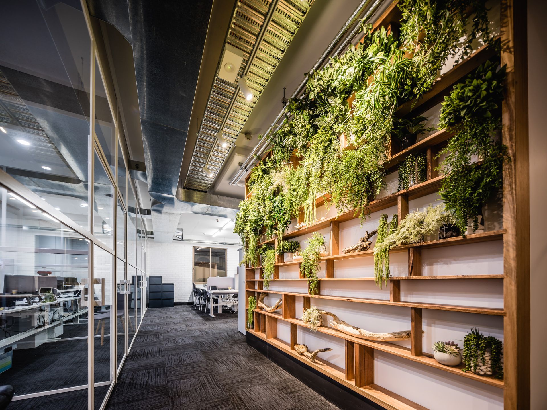 Modern office hallway with glass walls, carpeted floor, and a plant-covered wooden shelving wall