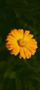 Einzelne orangefarbene Blüte mit gelber Mitte vor einem dunkelgrünen, verschwommenen Hintergrund