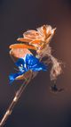 Blaue und orangefarbene Trockenblumen an einem Stiel vor dunklem Hintergrund