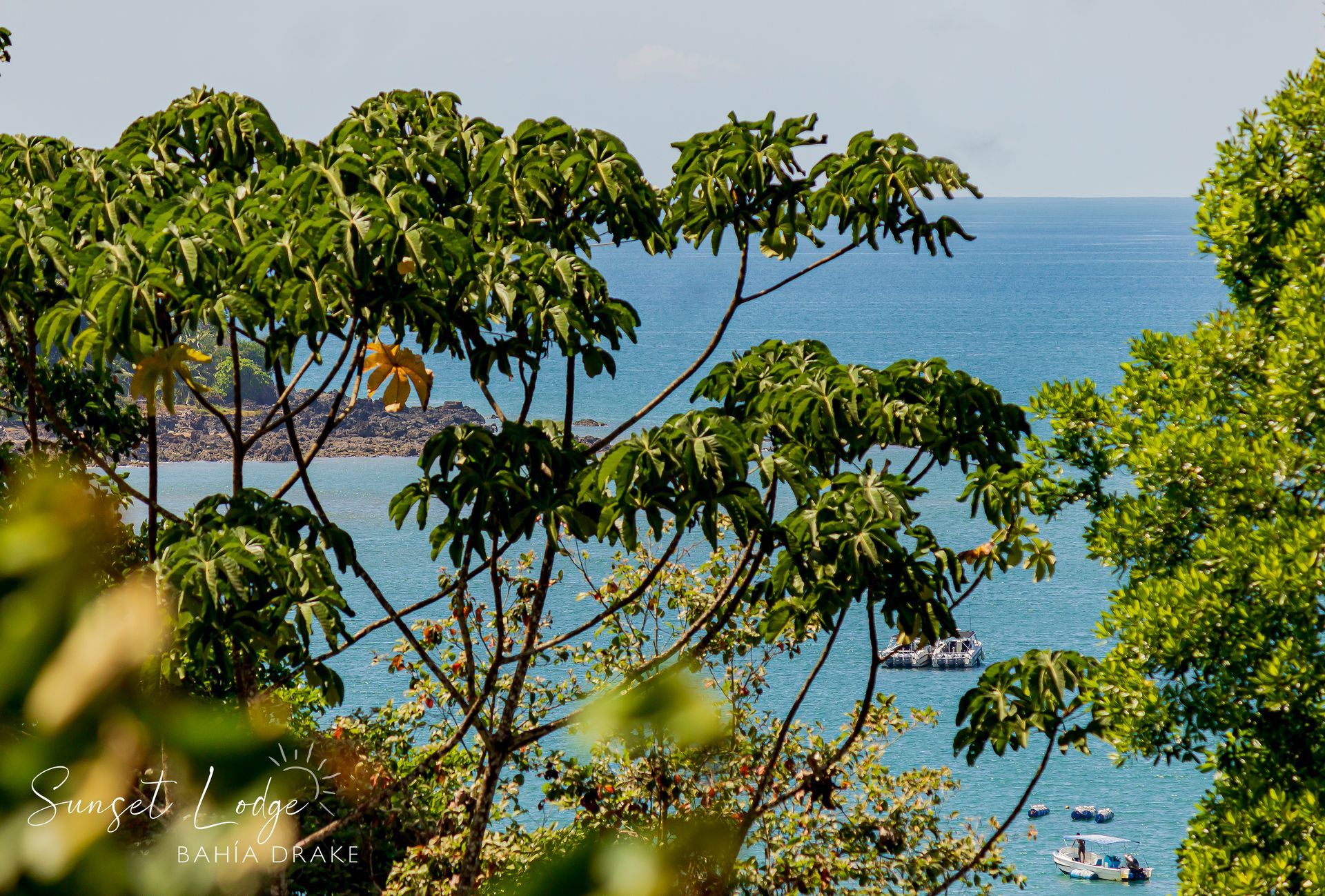 Trees with large green leaves frame a view of blue ocean with several boats.