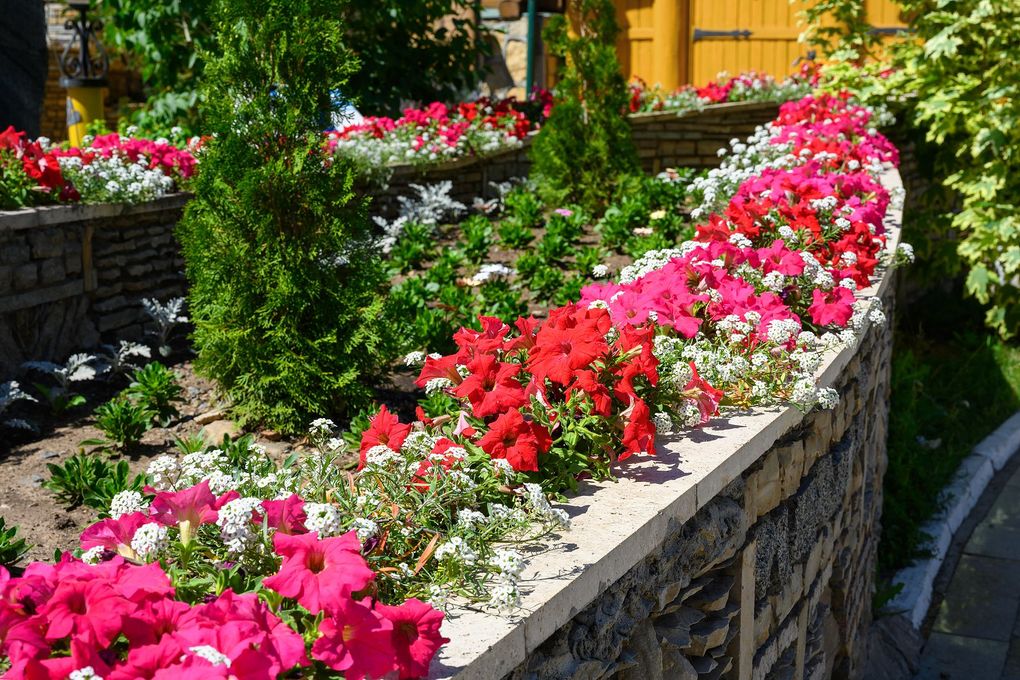 A row of red and white flowers growing on a stone wall