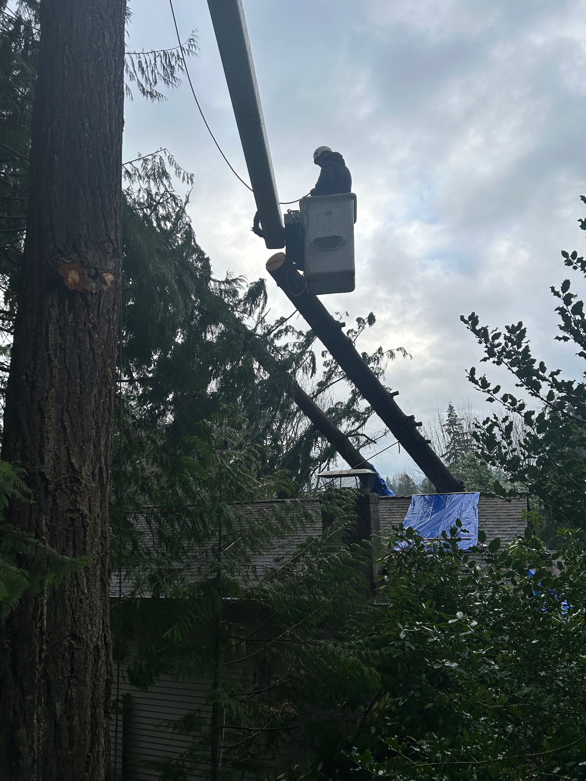 A man in a bucket is cutting a tree