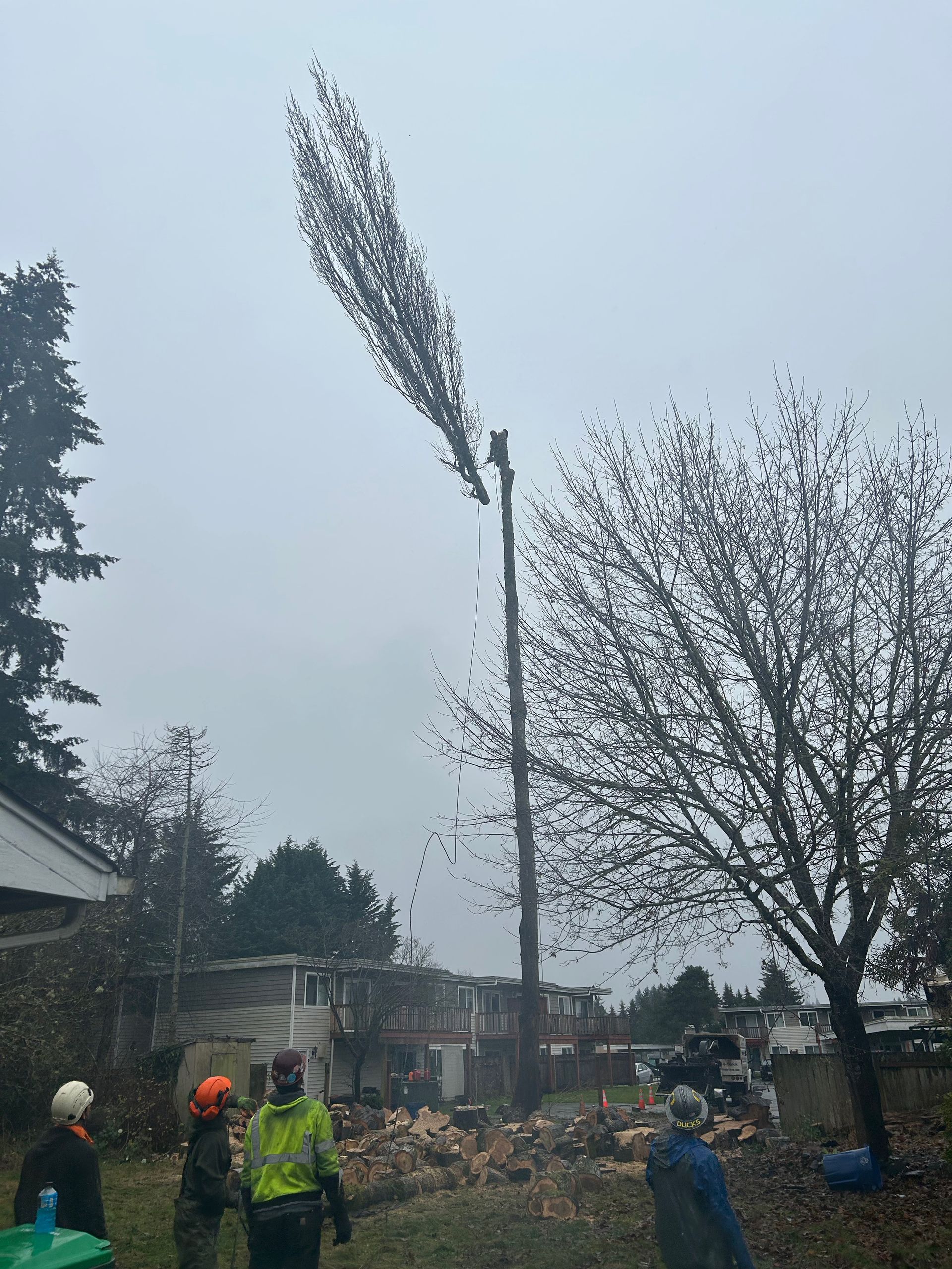 A group of people are standing around a tree that has been cut down.