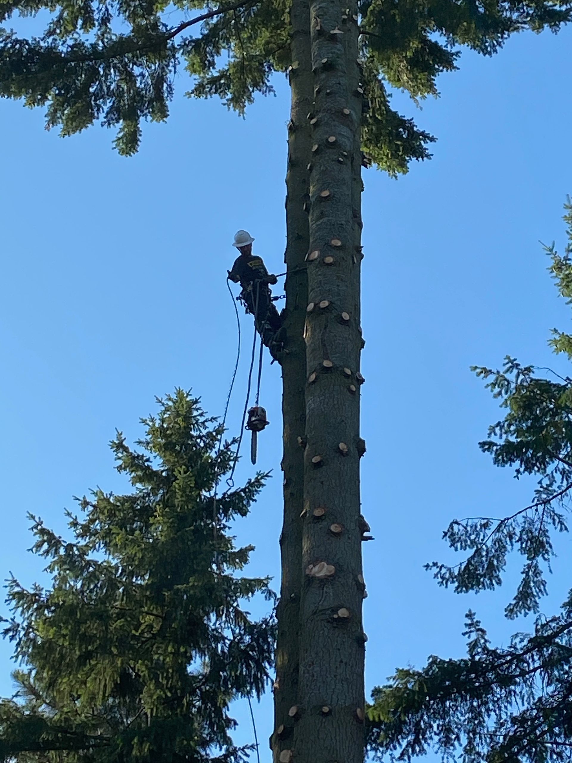 A man is climbing up a tree with a chainsaw
