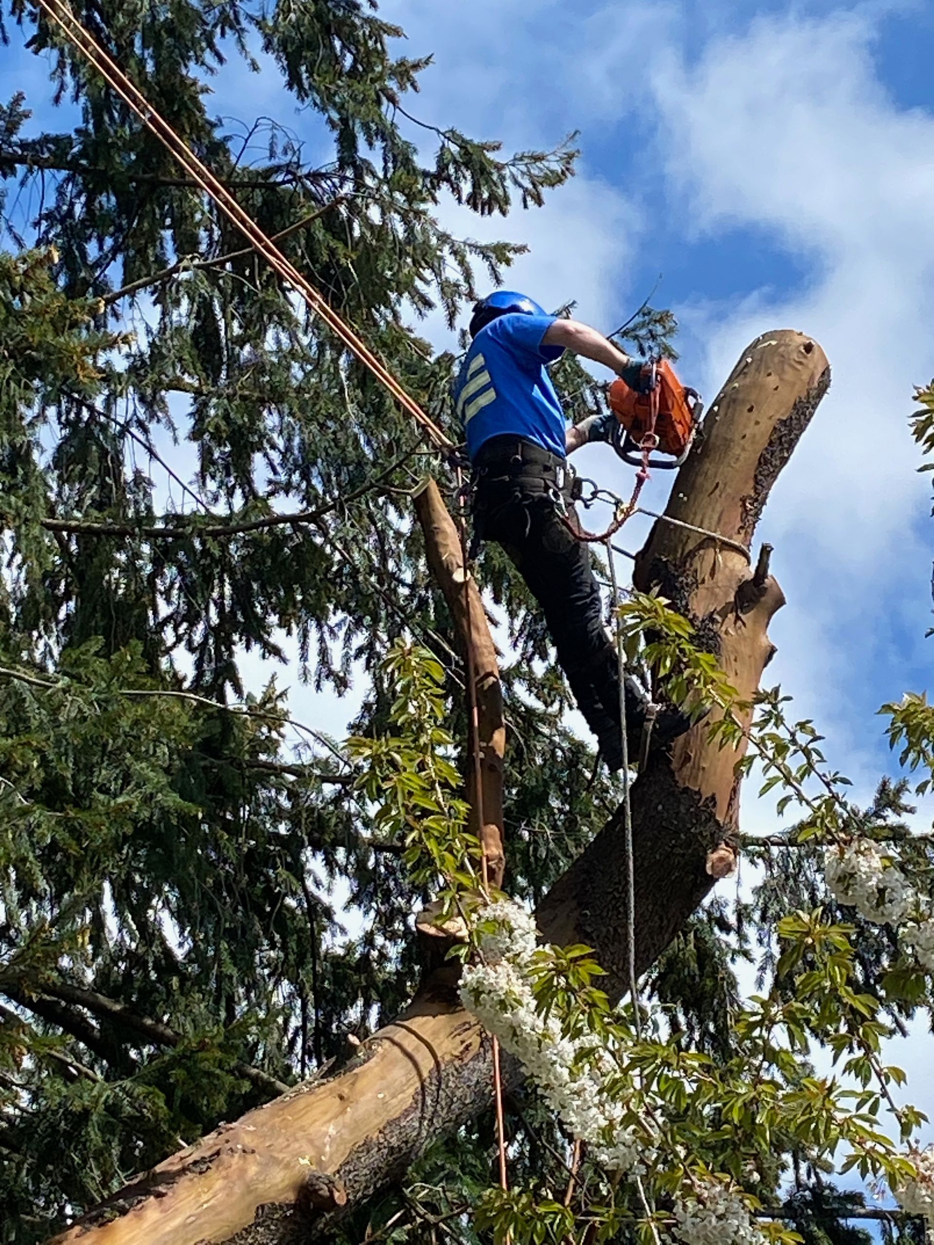 A man is cutting a tree with a chainsaw.