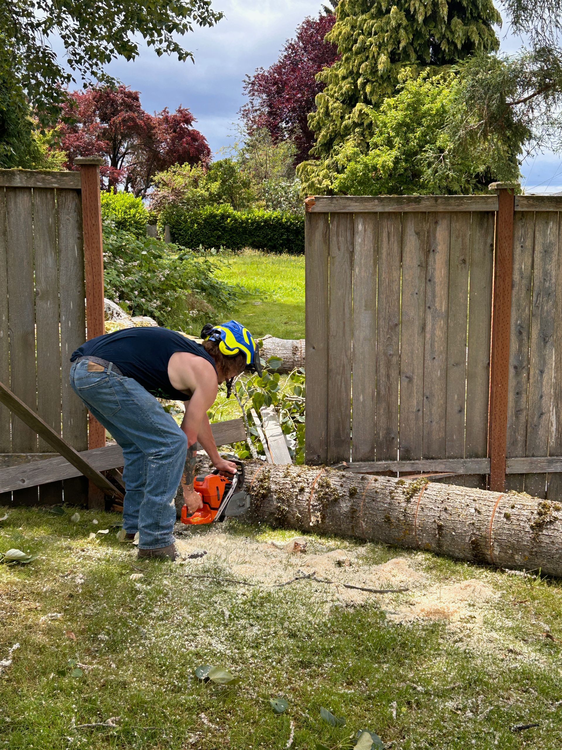 A tree stump grinder is cutting a tree stump in front of a house.